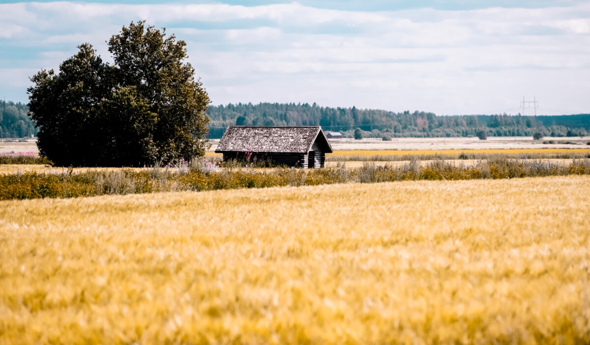 Pohjalainen peltomaisema