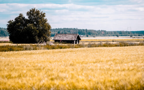 Pohjalainen peltomaisema
